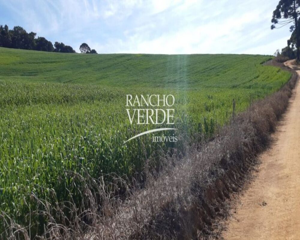 Fazenda, 290 hectares - Foto 1