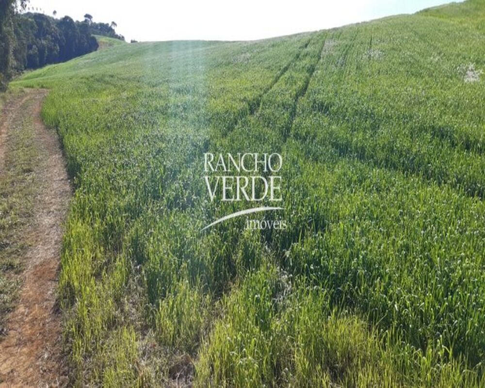 Fazenda, 290 hectares - Foto 2