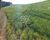 Fazenda, 290 hectares - Foto 2