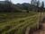Fazenda-Sítio-Chácara, 2 hectares - Foto 1