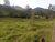 Fazenda-Sítio-Chácara, 2 hectares - Foto 3