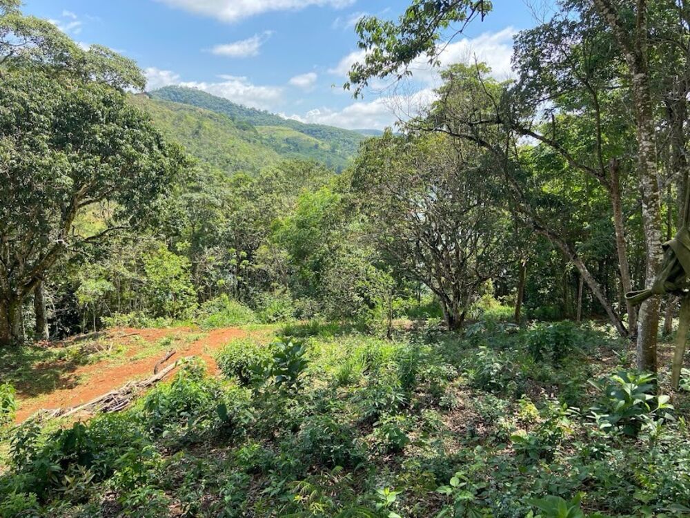 Chácara, 2 quartos, 2 hectares - Foto 4