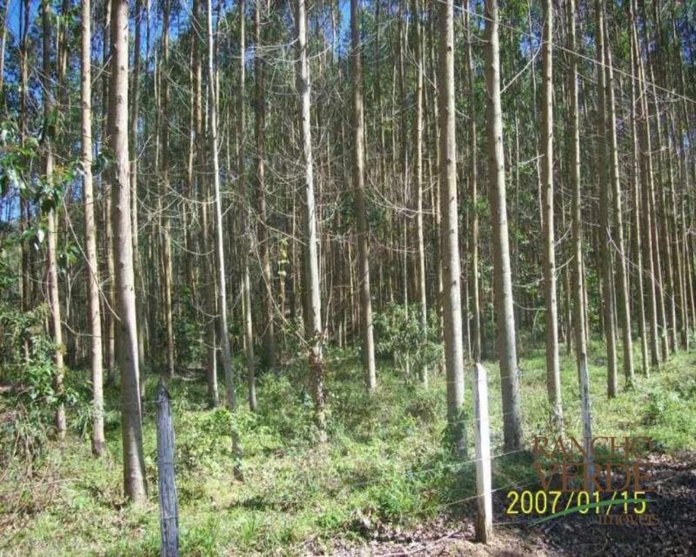 Fazenda-Sítio-Chácara, 209 hectares - Foto 8