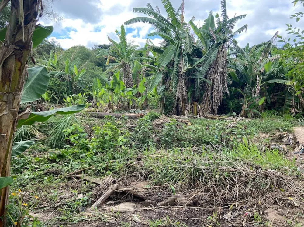 Fazenda à venda com 4 quartos, 2500m² - Foto 3