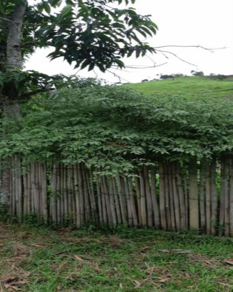 Fazenda à venda com 3 quartos, 1306800m² - Foto 3
