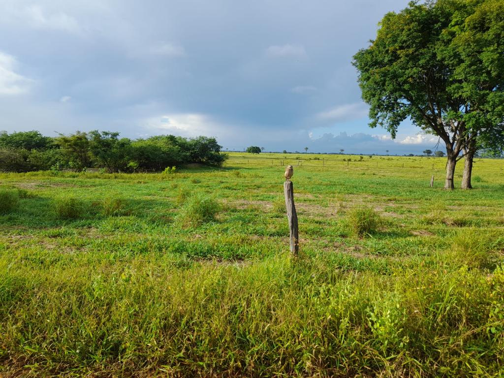 Fazenda à venda, 7300m² - Foto 10