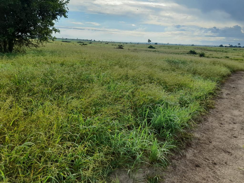 Fazenda à venda, 7300m² - Foto 8