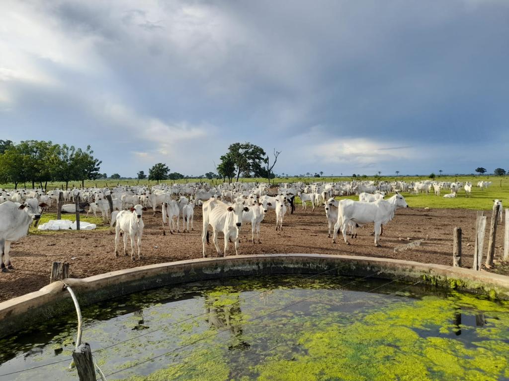 Fazenda à venda, 7300m² - Foto 5