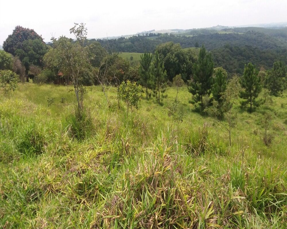 Terreno, 2 hectares - Foto 6