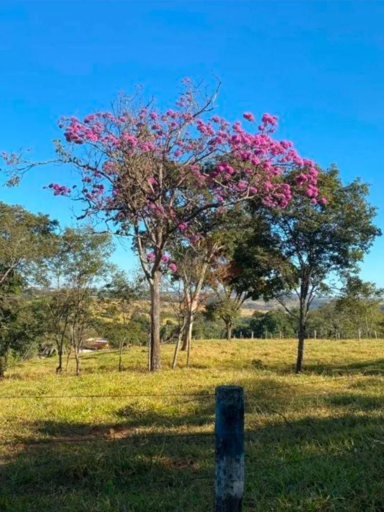 Fazenda, 63 hectares - Foto 5