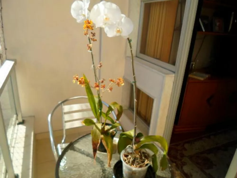 Cobertura, 2 quartos, 115 m² - Foto 7