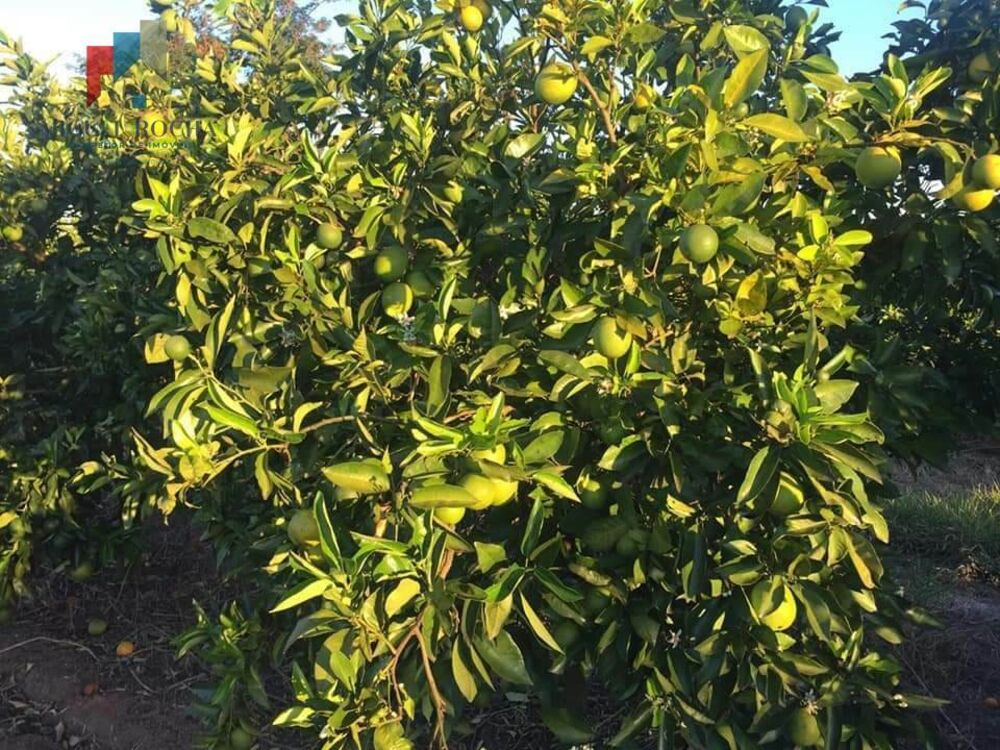Fazenda à venda com 1 quarto, 4114000m² - Foto 4