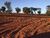 Fazenda, 411 hectares - Foto 2