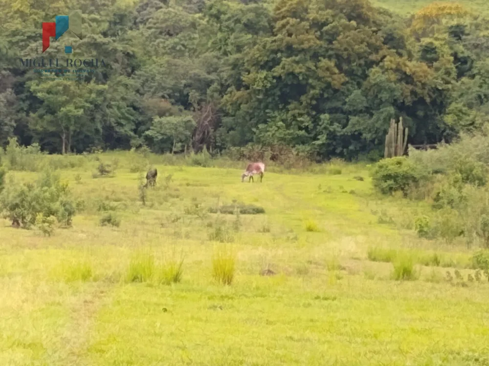 Sítio, 21 hectares - Foto 3