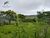 Sítio, 21 hectares - Foto 4
