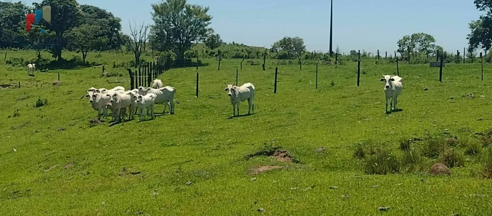 Sítio, 9 hectares - Foto 1