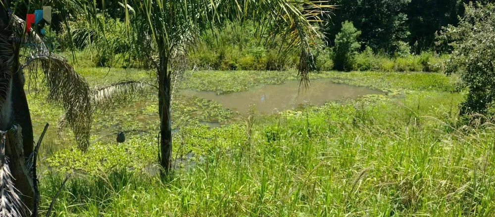 Sítio, 9 hectares - Foto 4