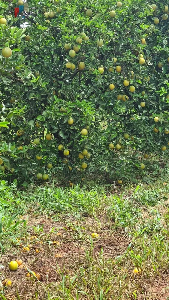 Fazenda, 1 quarto - Foto 2