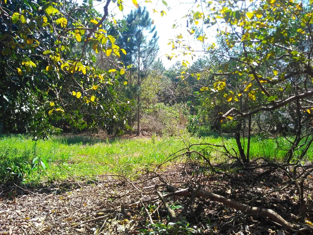 Chácara, 1 hectares - Foto 6