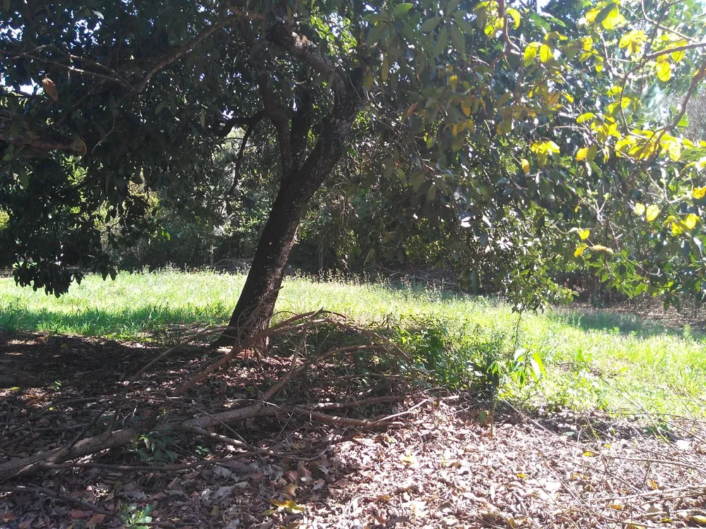 Chácara, 1 hectares - Foto 7