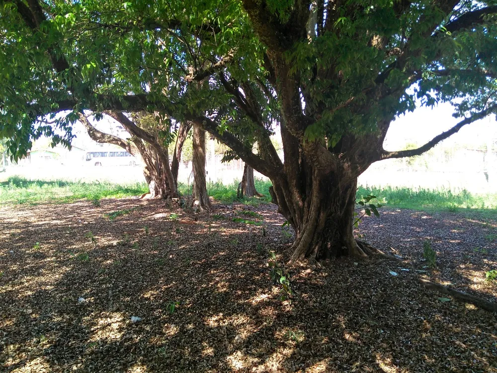 Chácara, 1 hectares - Foto 10