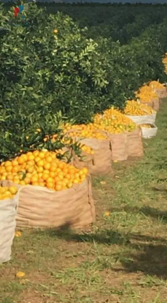 Fazenda, 847 hectares - Foto 2