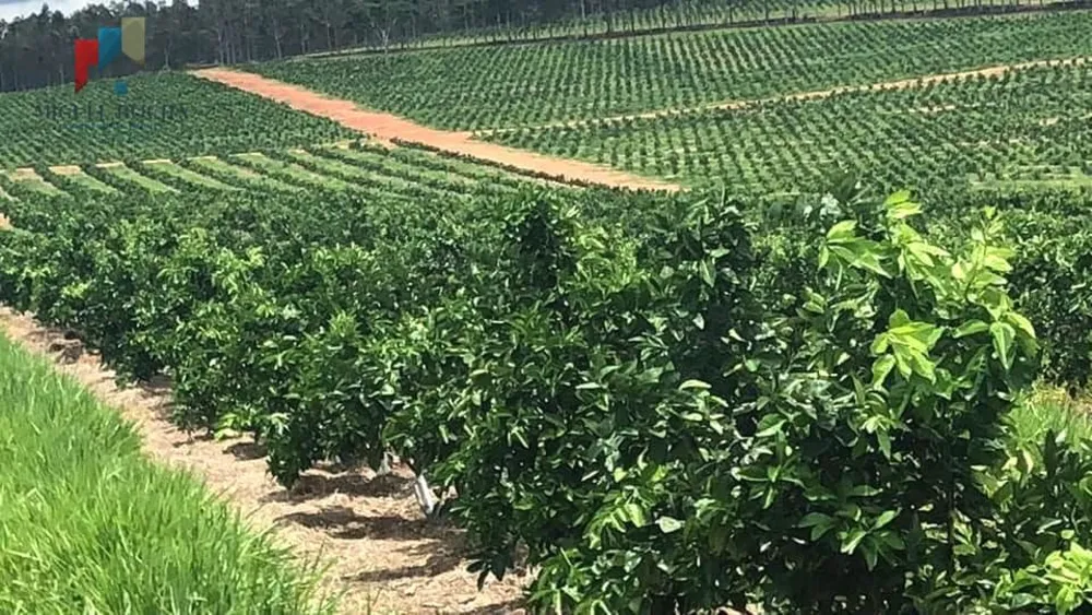 Fazenda, 847 hectares - Foto 4