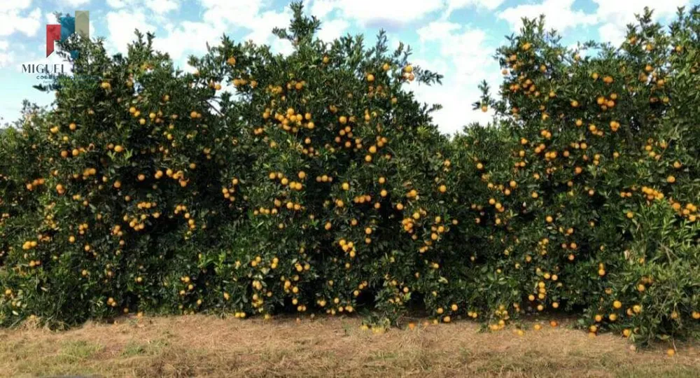 Fazenda, 847 hectares - Foto 1