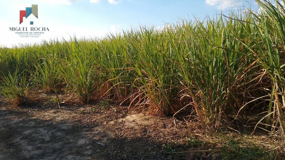 Fazenda, 44 hectares - Foto 1