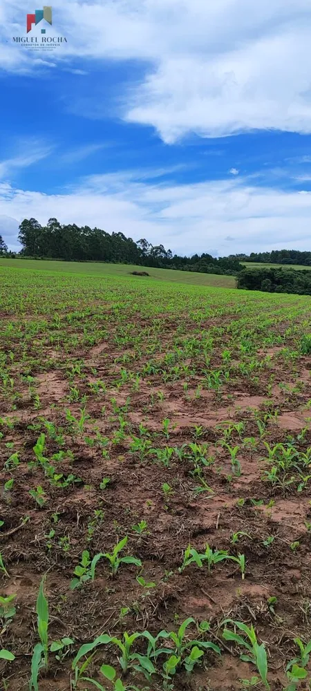 Fazenda, 182 hectares - Foto 5