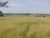 Fazenda, 247 hectares - Foto 3
