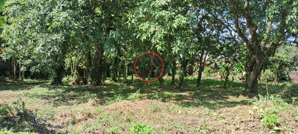 Terreno, 9 hectares - Foto 40