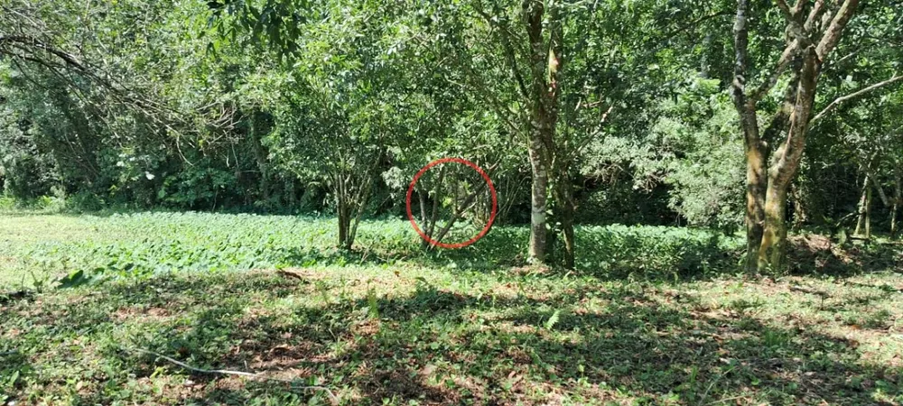 Terreno, 9 hectares - Foto 39