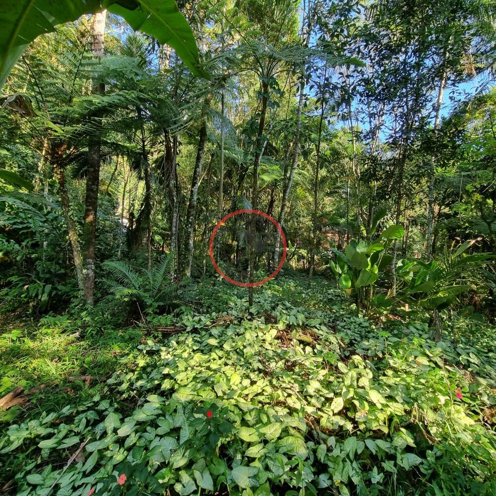 Terreno, 1500 m² - Foto 6