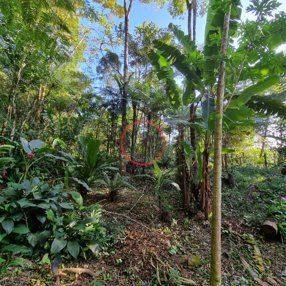 Terreno, 1500 m² - Foto 11