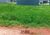 Terreno, 300 m² - Foto 3