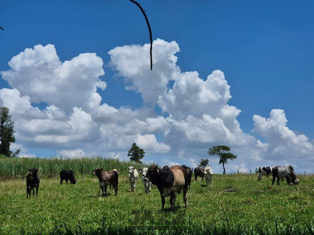 Sítio, 7 hectares - Foto 3