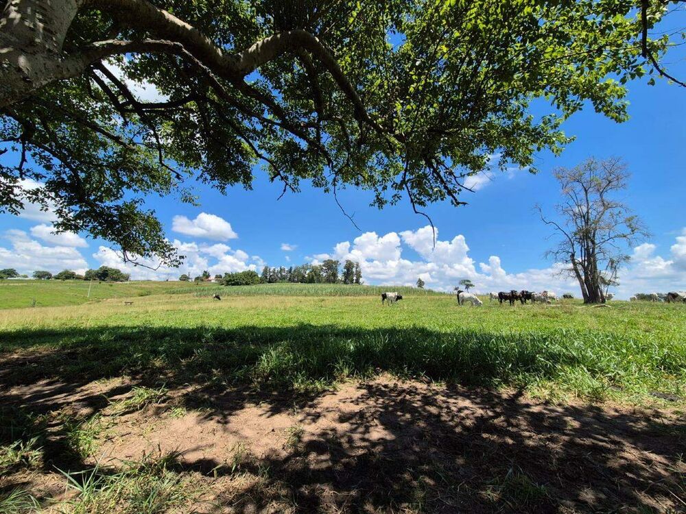 Sítio, 7 hectares - Foto 13