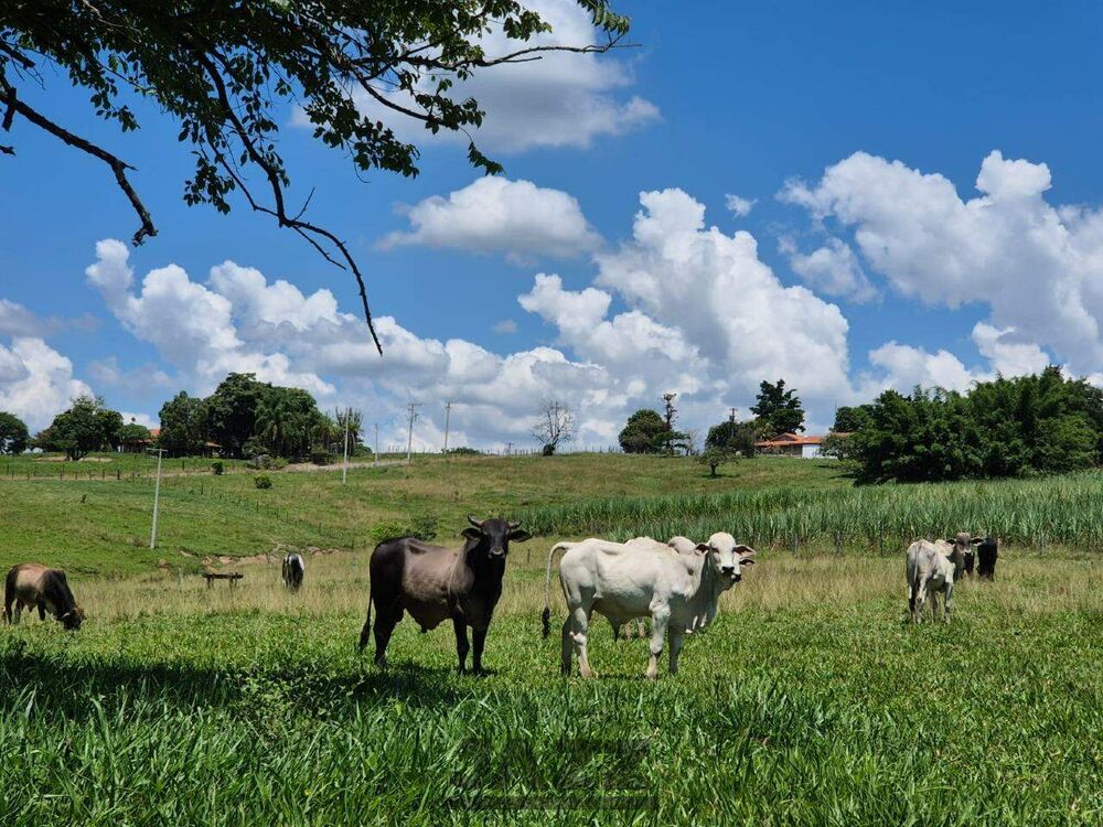 Sítio, 7 hectares - Foto 12