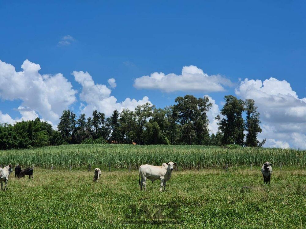 Sítio, 7 hectares - Foto 17