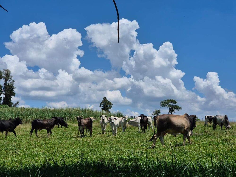 Sítio, 7 hectares - Foto 14