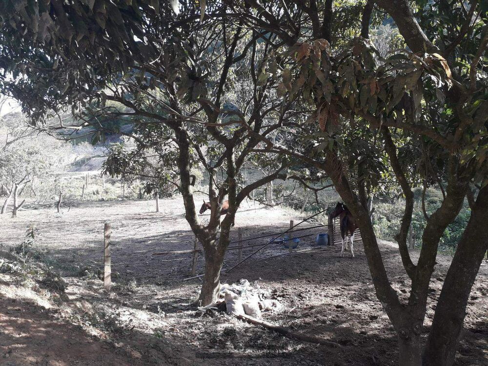 Sítio à venda com 4 quartos, 200m² - Foto 4