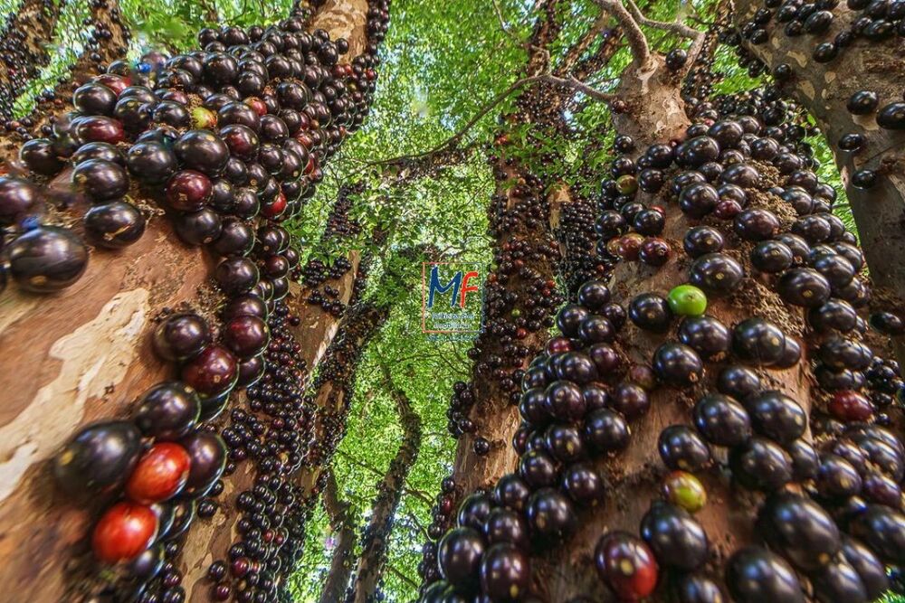 Casa, 6 quartos, 334 m² - Foto 22