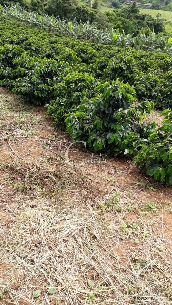 Terreno, 8 hectares - Foto 2