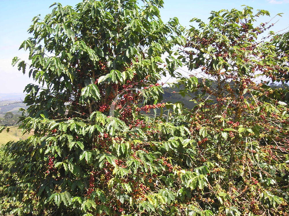 Fazenda à venda com 3 quartos, 26m² - Foto 2