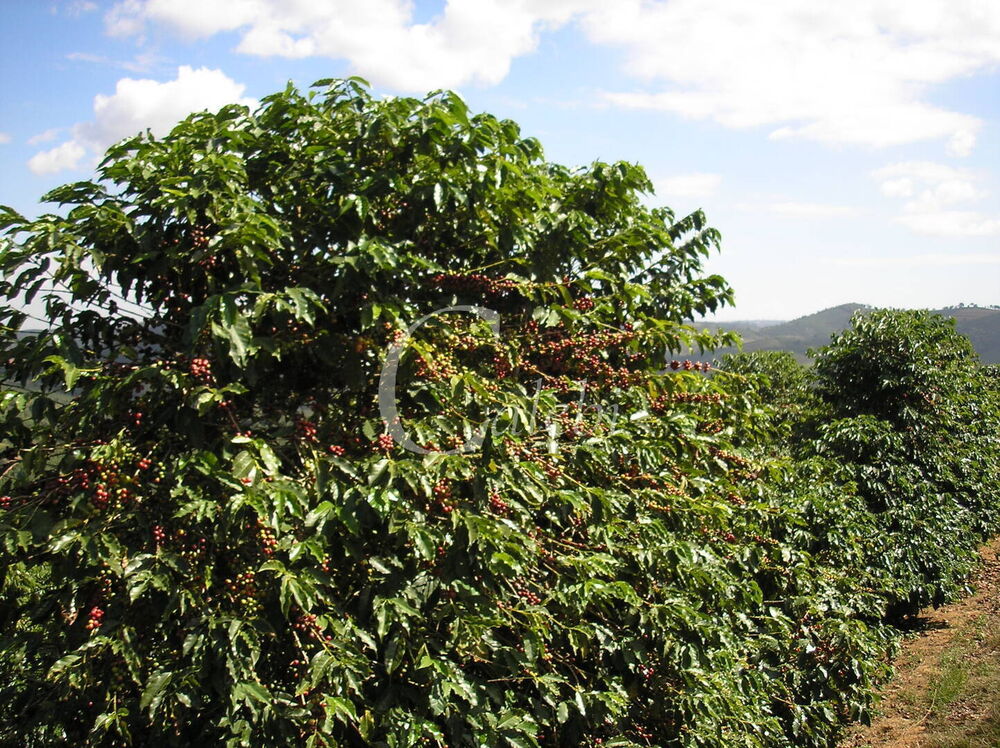 Fazenda à venda com 3 quartos, 26m² - Foto 1