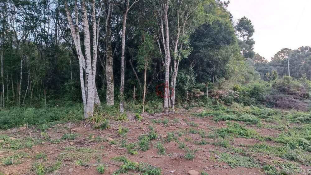 Terreno, 13 hectares - Foto 5