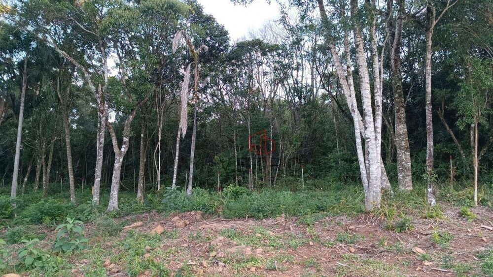 Terreno, 13 hectares - Foto 6