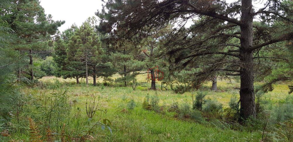 Sítio, 40 hectares - Foto 4