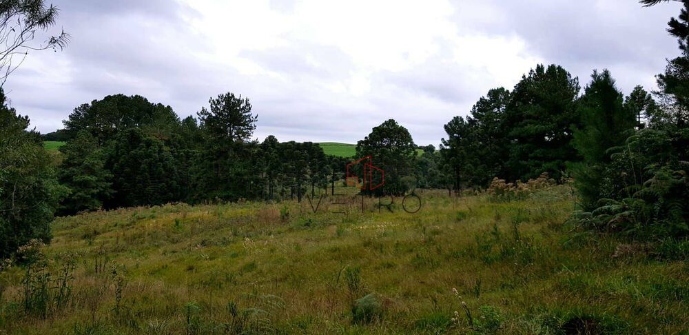 Sítio, 40 hectares - Foto 5